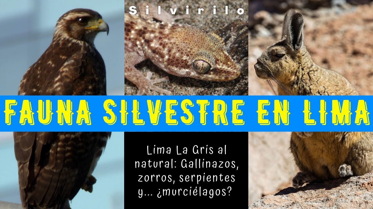 Flora y fauna en Lima Perú