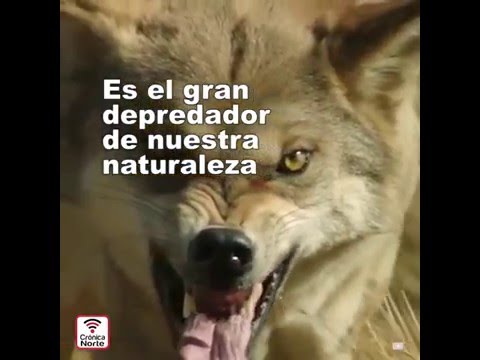 Formas efectivas de proteger a los lobos en peligro
