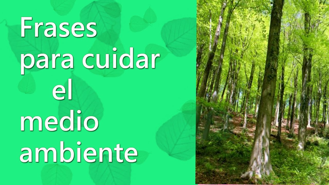 Frases para cuidar el medio ambiente