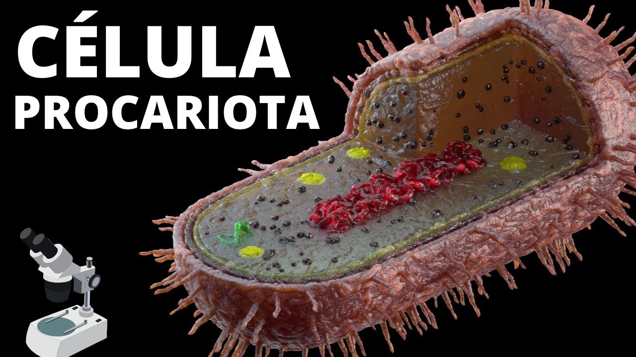 Función del flagelo en células procariotas