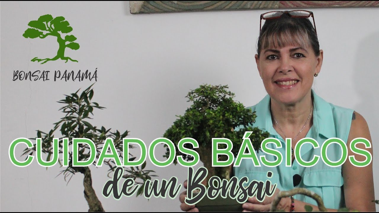 Guía de cuidados para bonsáis con flores