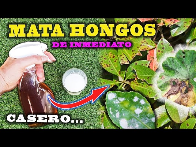 Guía para aplicar fungicida a tus plantas