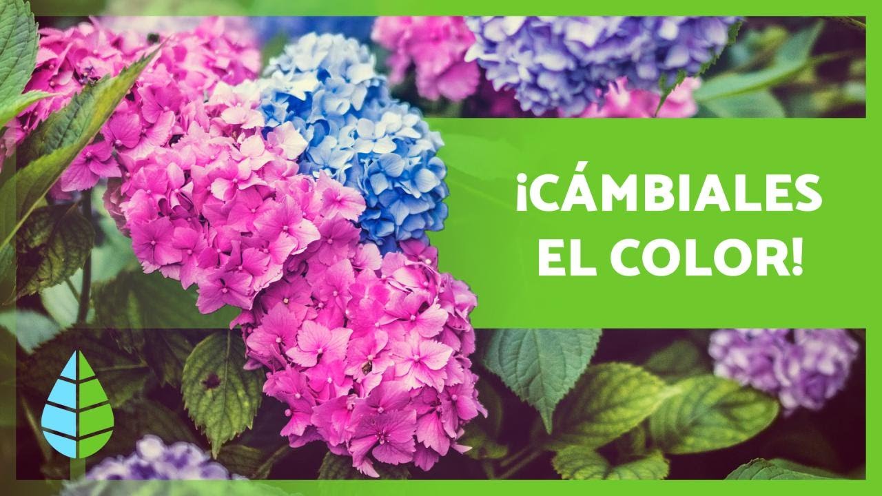 Guía para cambiar el color de una rosa