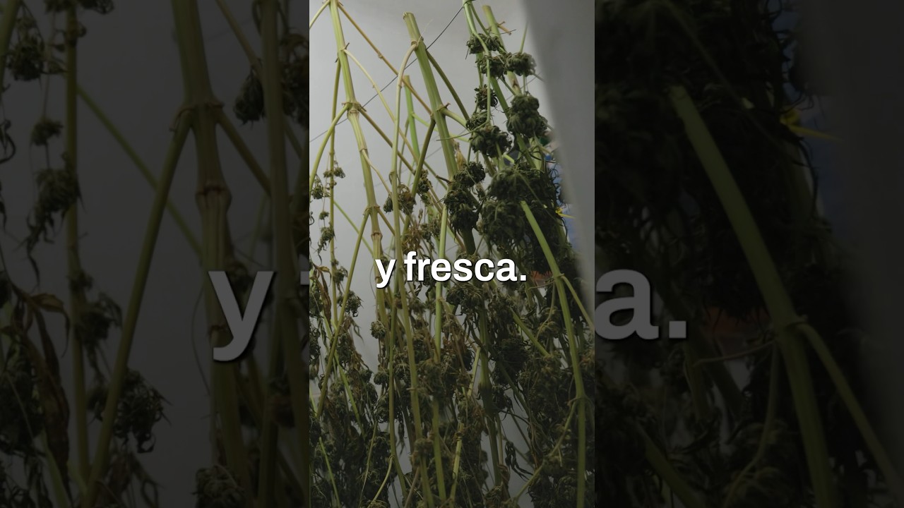 Guía para secar plantas de nopal de forma efectiva