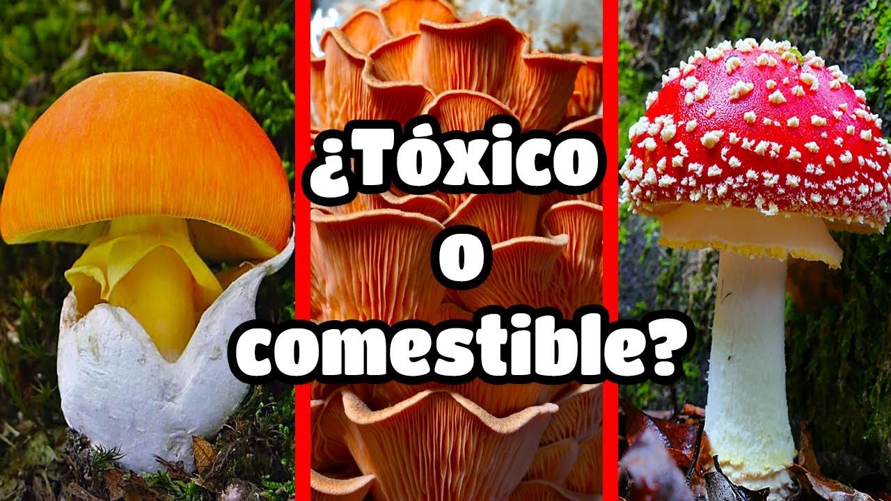 Hongos en peligro de extinción: Nombres que debes conocer