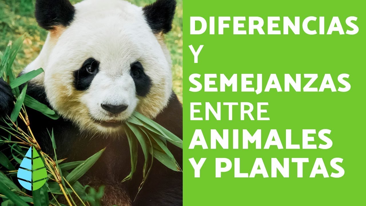 Humanos plantas y animales: Diferencias fundamentales