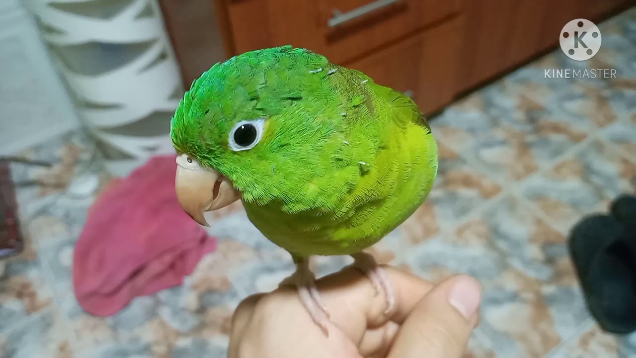Identificación de género en loros verdes