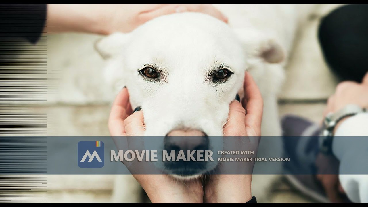 Introducción desarrollo y conclusión sobre el maltrato animal