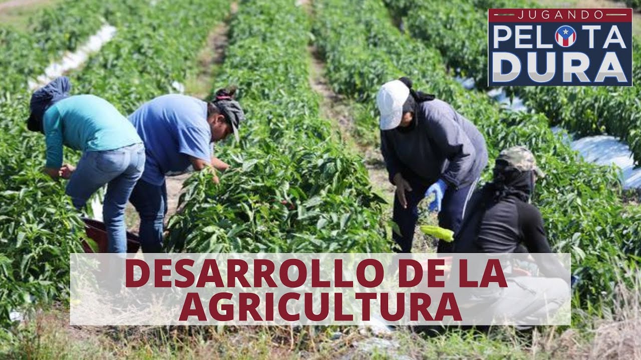 La importancia de la agricultura en Puerto Rico