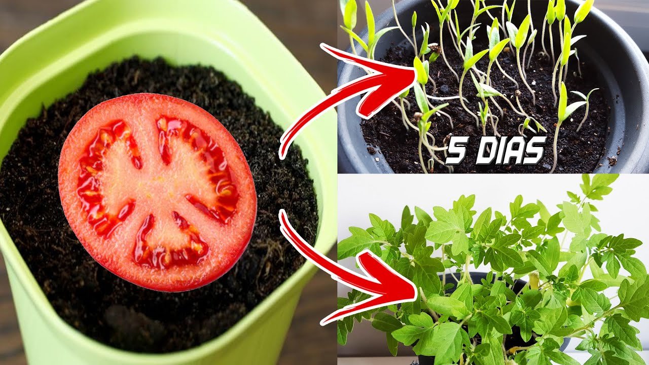 Las mejores semillas de tomate para tu jardín