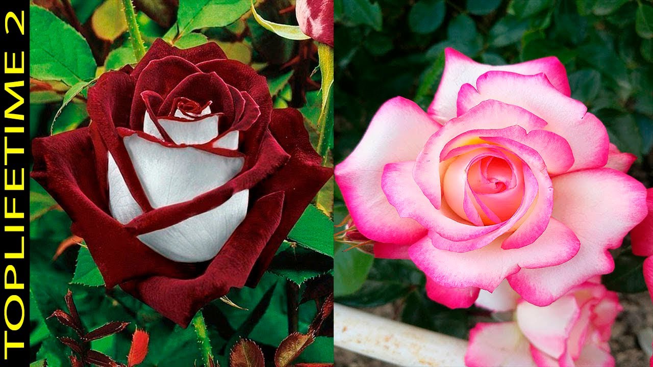 Las rosas más hermosas del mundo