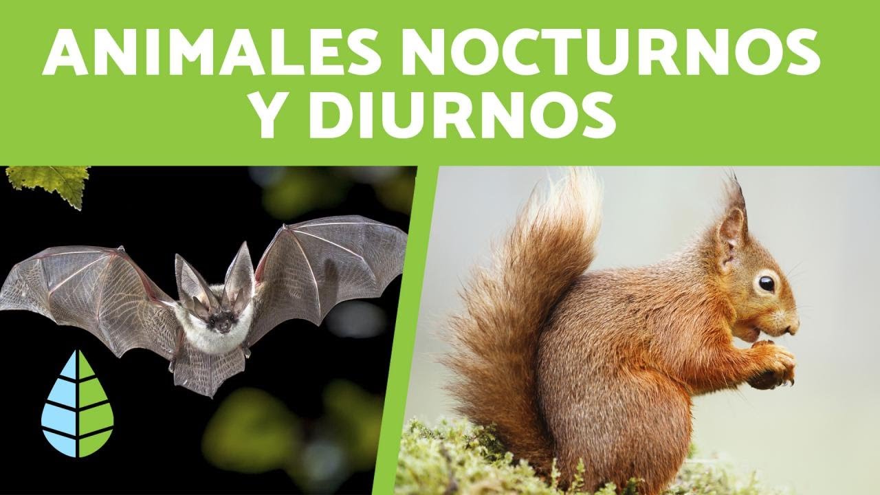 Los animales diurnos más activos