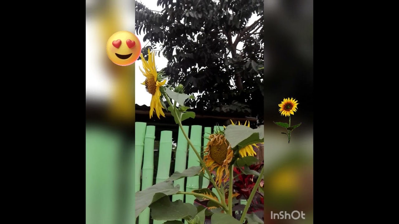 Misterioso comportamiento de los girasoles en días nublados