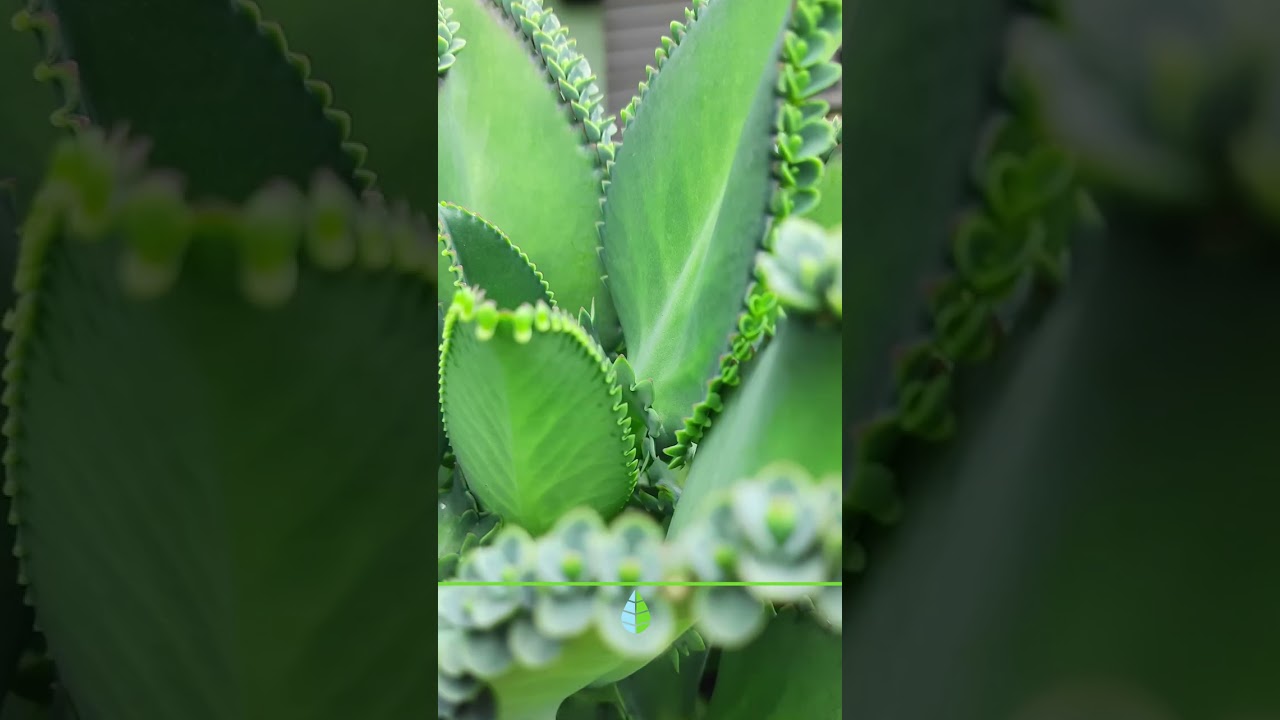 Nombre científico de la hoja con cáncer
