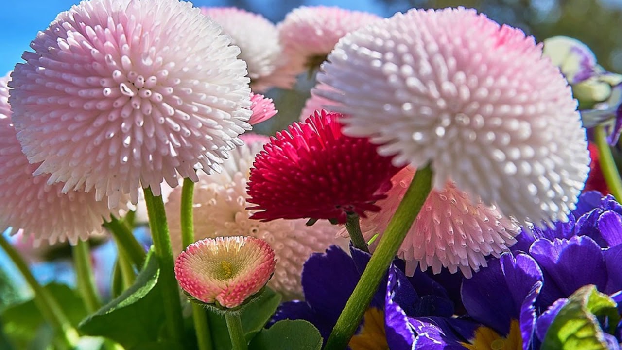 Nombres y belleza de las flores de Yucatán