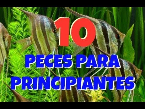 Peces de agua dulce de Ecuador: una lista completa