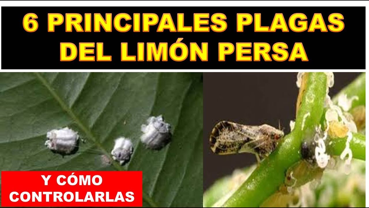 Plagas y enfermedades del limón persa en México