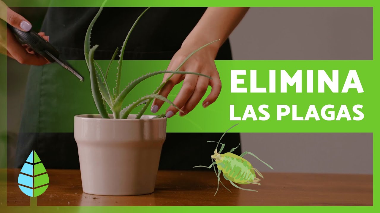 Plagas y enfermedades en plantas: cómo prevenirlas