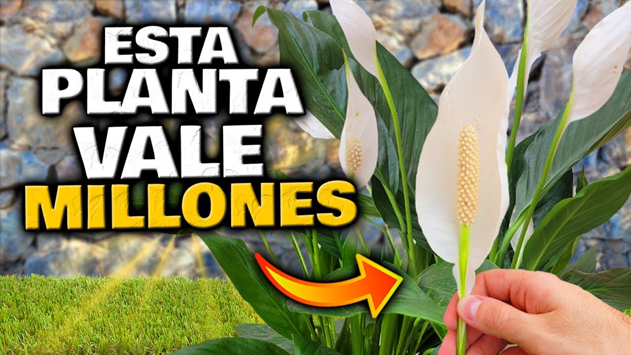 Planta Cuna de Moisés: el nombre científico que debes conocer