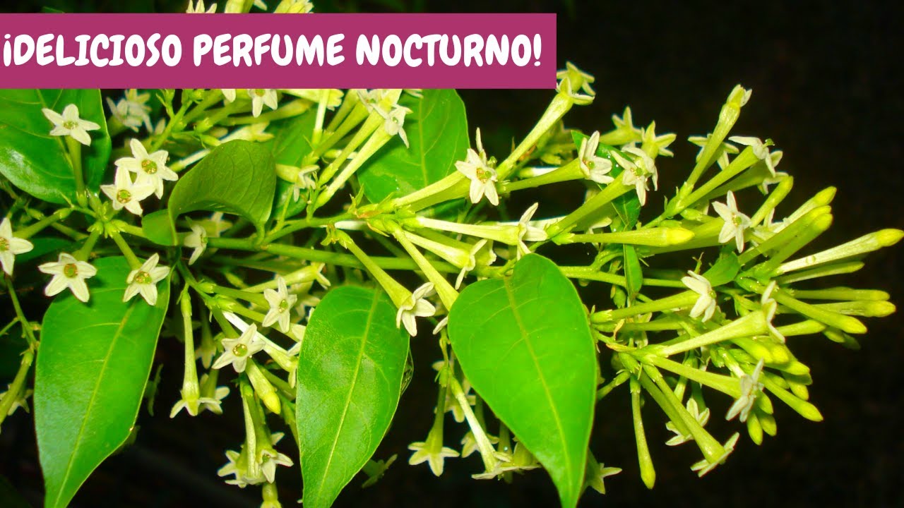 Planta que huele de noche en maceta