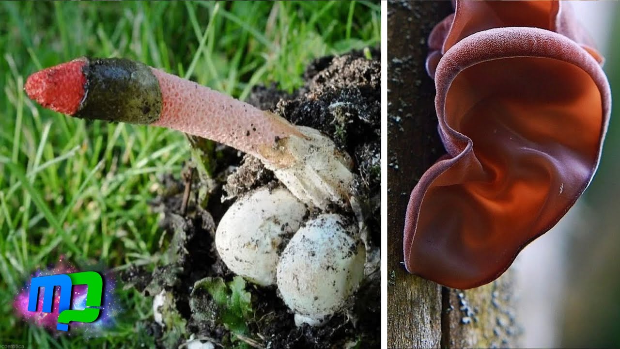 Plantas curiosas que imitan partes del cuerpo