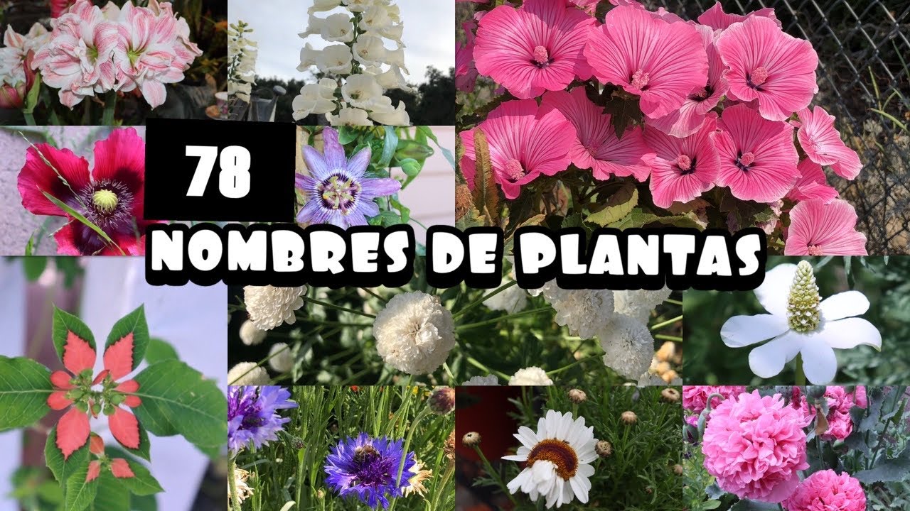 Plantas De Coahuila Conoce Sus Nombres Promagal es Blog Informativo Plantas De Coahuila Conoce Sus Nombres Promagal es Blog Informativo