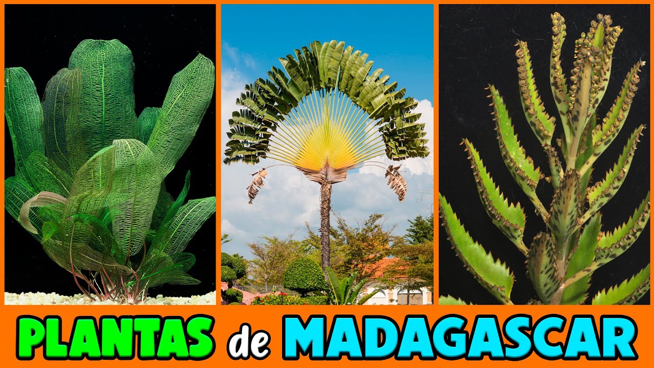 Plantas de Madagascar y sus nombres