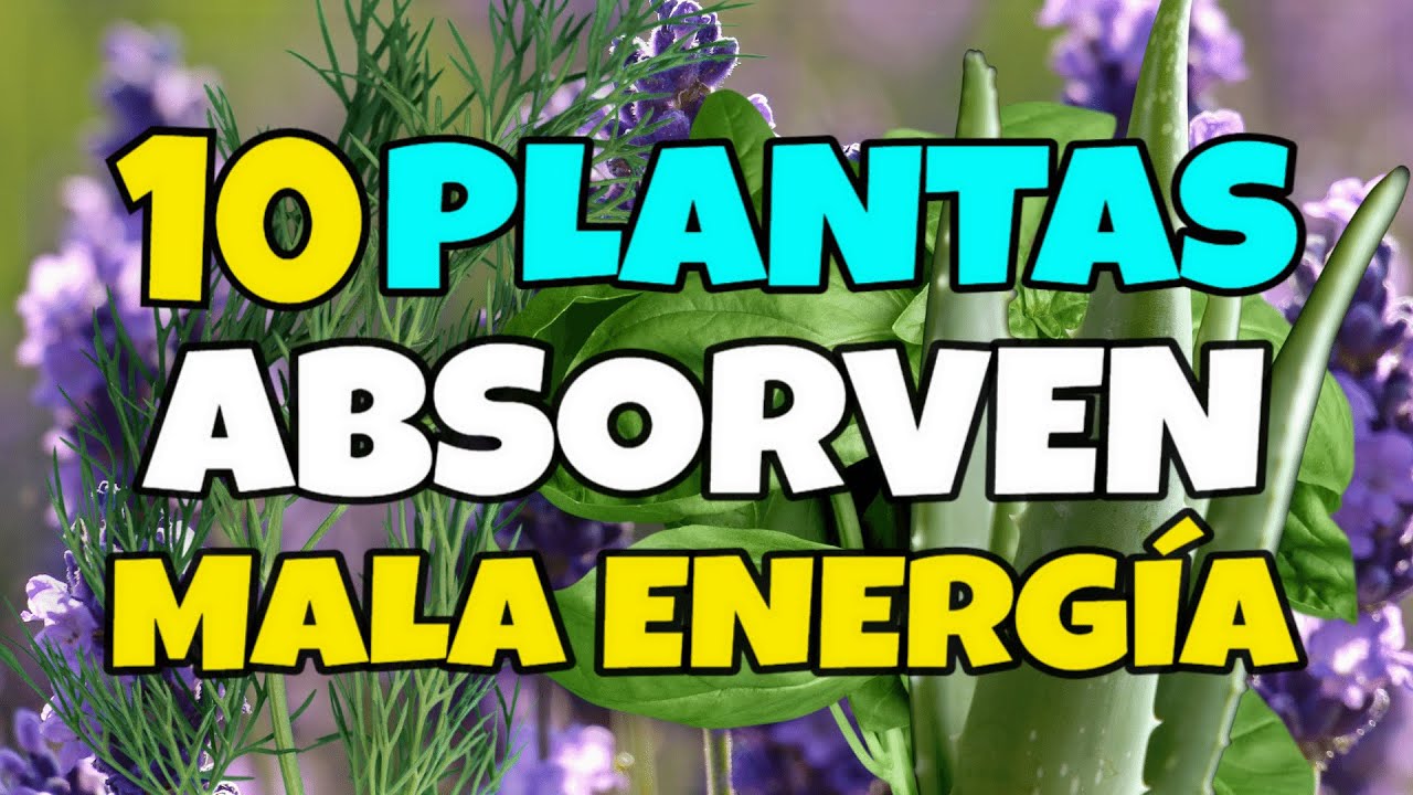 Plantas que debes evitar en casa para evitar mala suerte