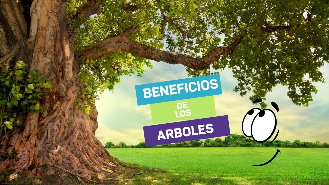 Productos derivados de los árboles