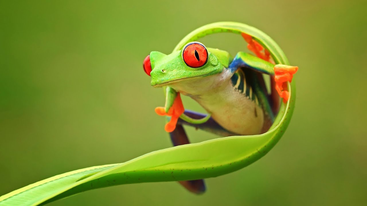 Punto de encuentro de ranas: las hojas