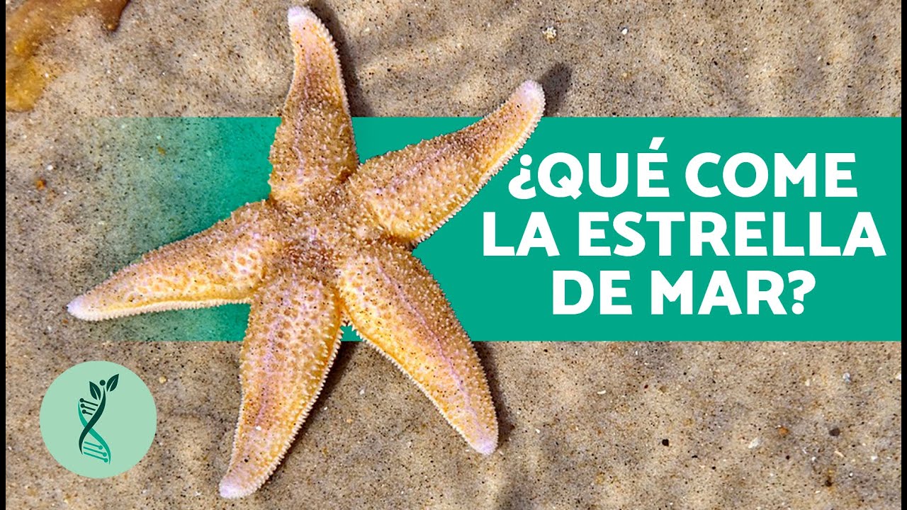 Reproducción de estrellas de mar