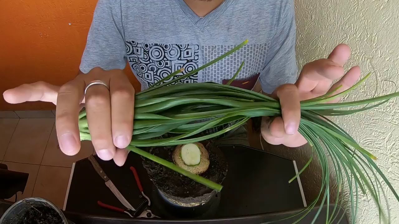 Reproducción de la planta pata de elefante