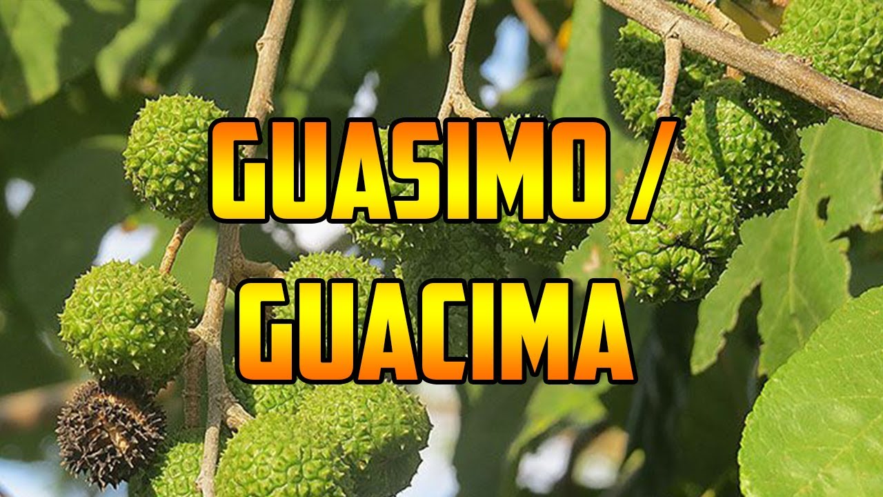 Semilla de guasima: propiedades saludables que debes conocer