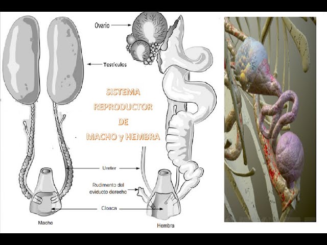 Sistema reproductivo de aves macho