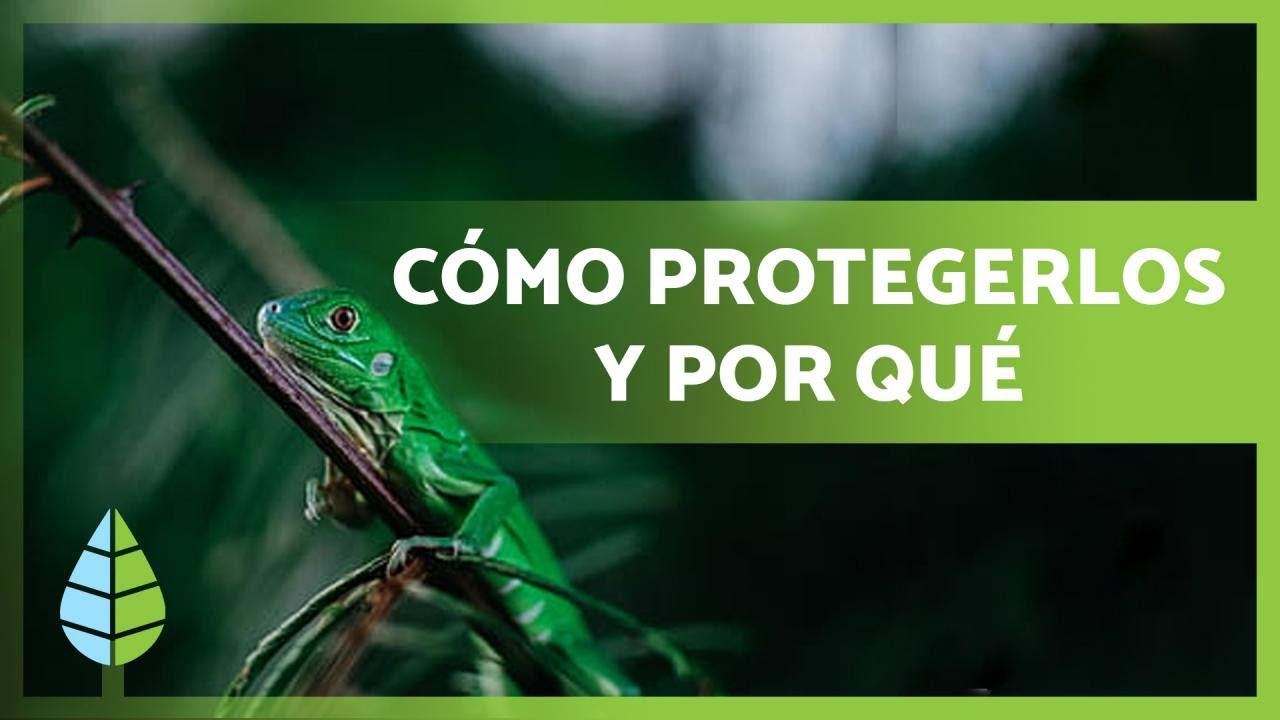 Slogan: protegiendo animales en peligro
