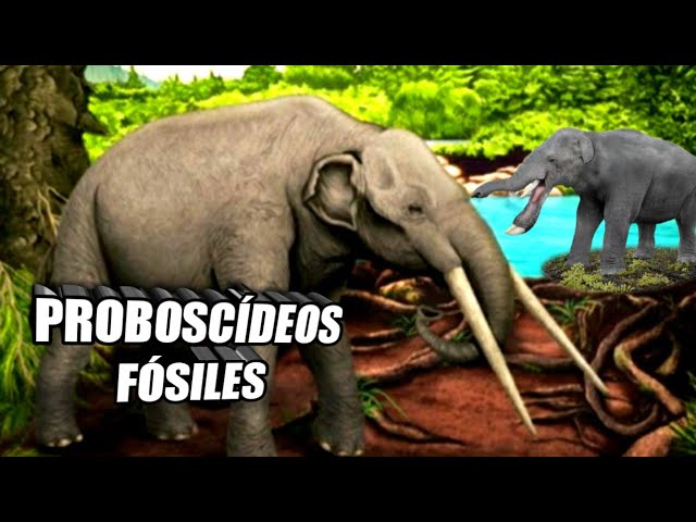 Teoría de los elefantes que sostienen la tierra