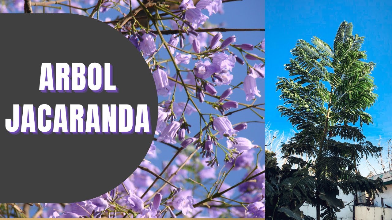 Tiempo de crecimiento de una jacaranda