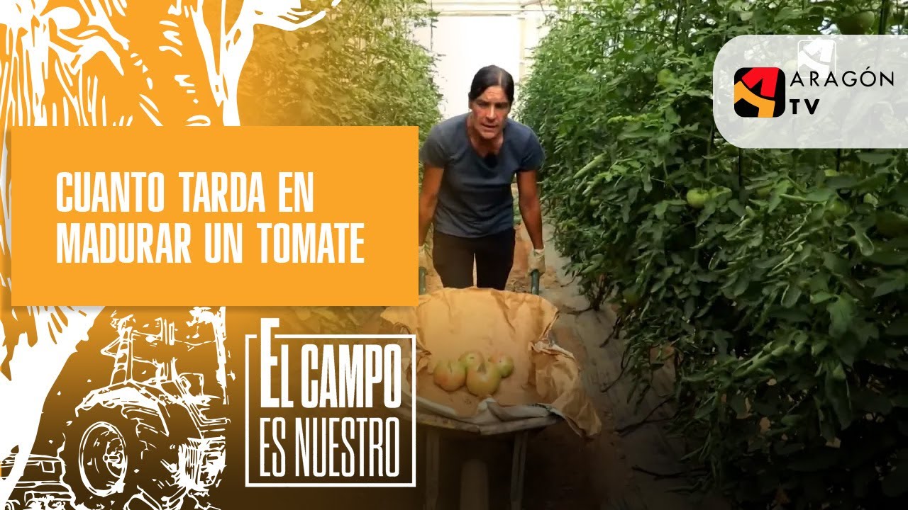 Tiempo de maduración del jitomate
