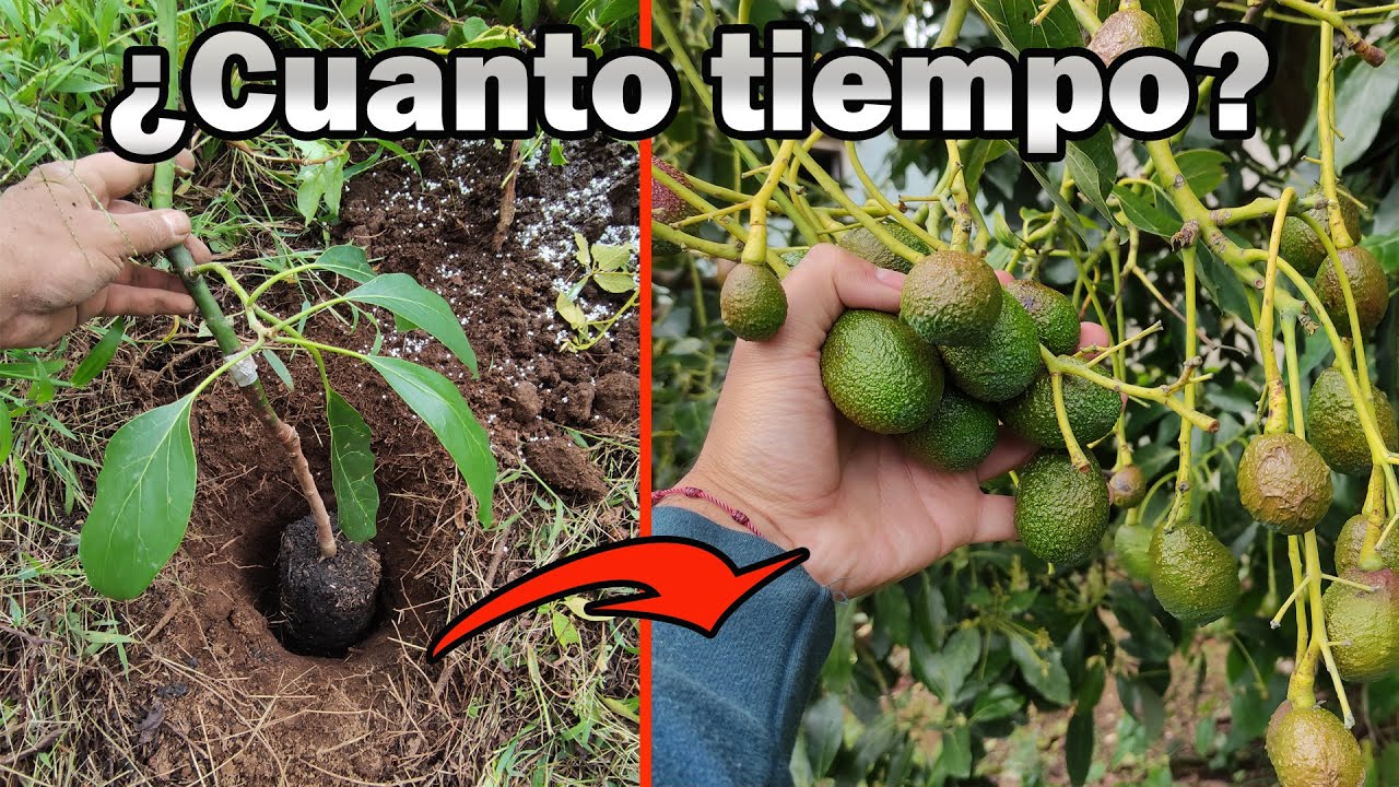 Tiempo que tarda un aguacate en dar frutos
