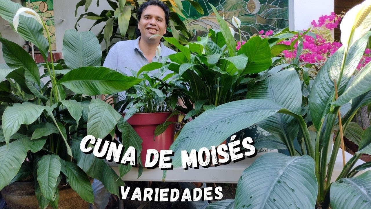 Tipos De Plantas Cuna De Mois s Promagal es Blog Informativo Tipos De Plantas Cuna De Mois s Promagal es Blog Informativo