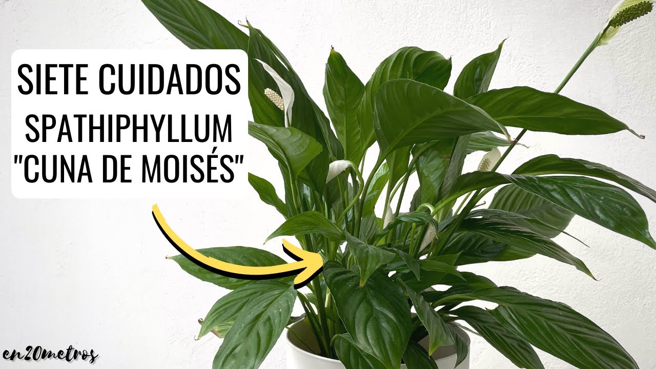 Todo lo que debes saber sobre la planta cuna de Moisés