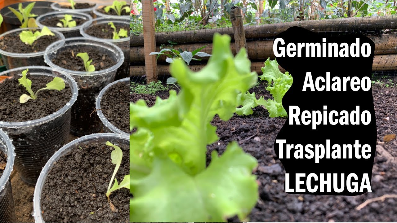 Todo sobre la semilla de lechuga