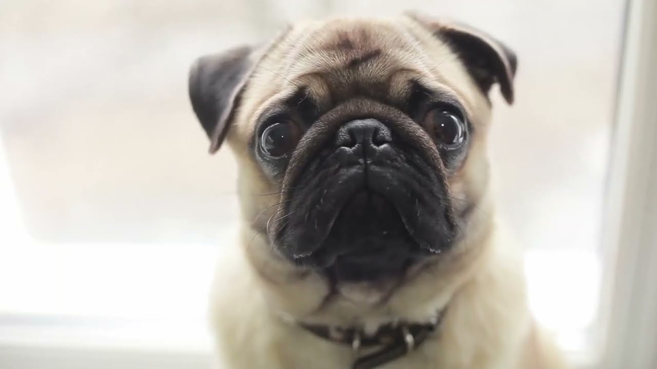 Tratame como perro pero así