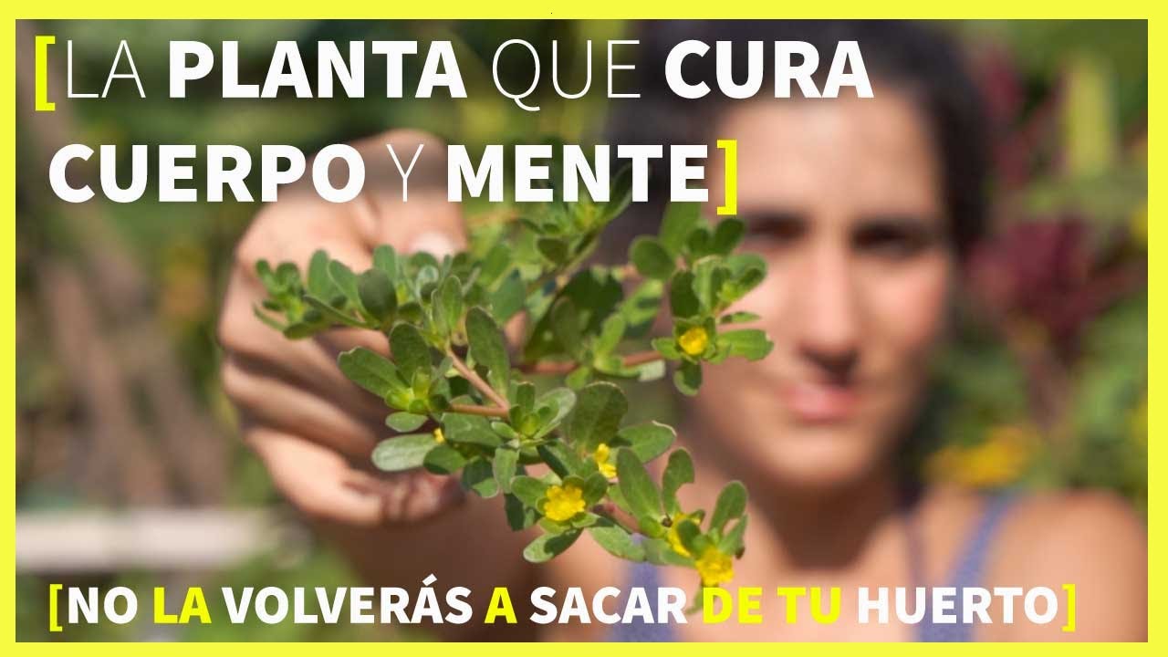 Usos de la hierba de la sosa