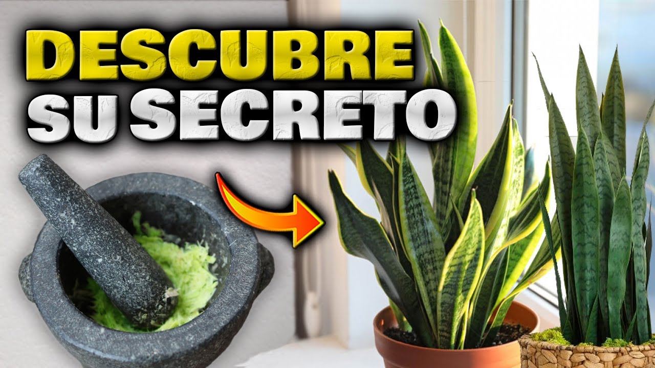 Usos de la lengua de ciervo: todo lo que necesitas saber