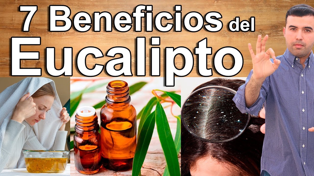 Usos del eucalipto en el hogar: Beneficios y aplicaciones
