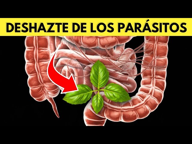 Usos medicinales de la hierba del gusano