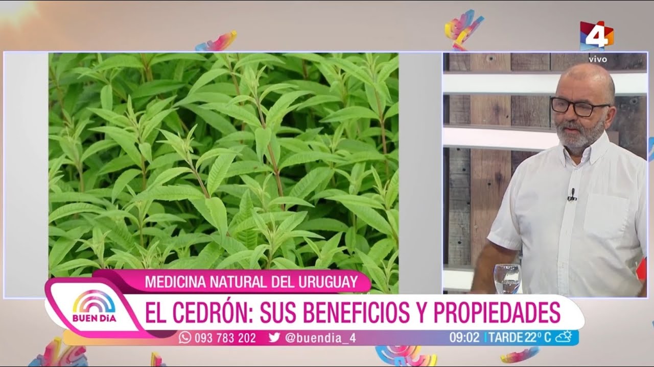 Usos y Propiedades Curativas del Cedrón