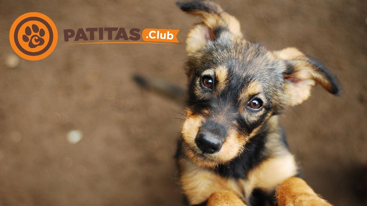 Ventajas de adoptar en lugar de comprar mascotas
