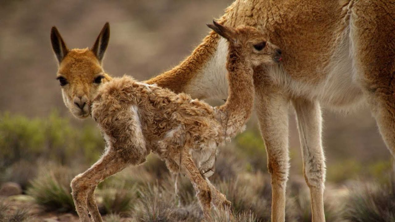 Vida salvaje en las montañas: animales y plantas